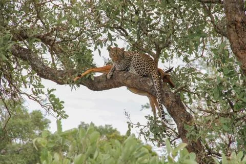 Leopard eating an impala prey on tree branch, Kruger National Park, South Afr Stock-Fotos