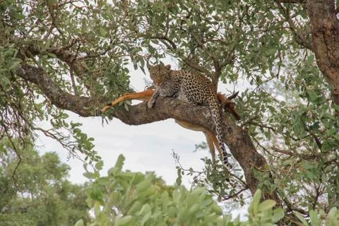 Leopard eating an impala prey on tree branch, Kruger National Park, South Afr Stock-Fotos