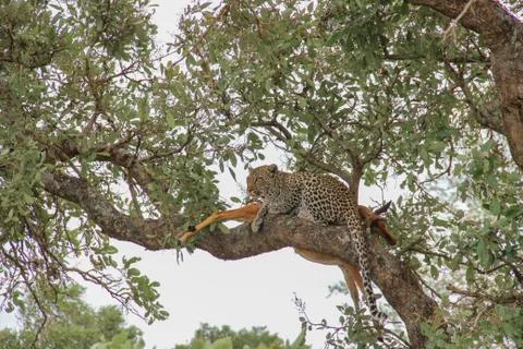 Leopard eating an impala prey on tree branch, Kruger National Park, South Afr Stock Photos