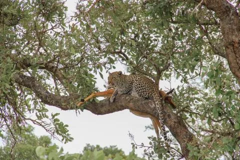 Leopard eating an impala prey on tree branch, Kruger National Park, South Afr Stock Photos