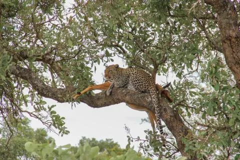 Leopard eating an impala prey on tree branch, Kruger National Park, South Afr Stock-Fotos
