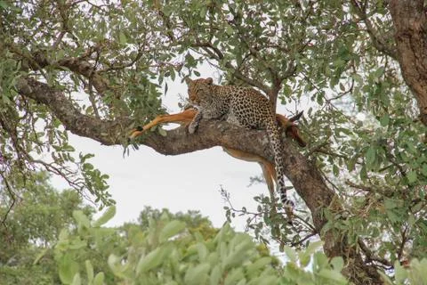Leopard eating an impala prey on tree branch, Kruger National Park, South Afr Stock Photos