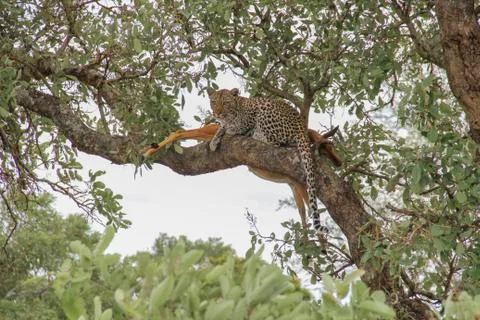 Leopard eating an impala prey on tree branch, Kruger National Park, South Afr Stock-Fotos