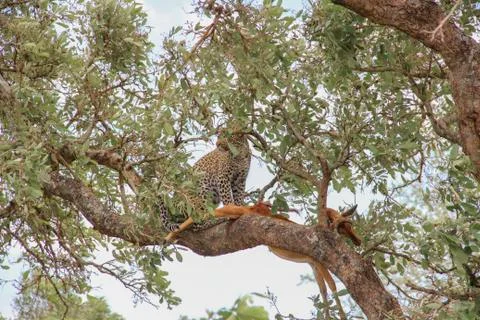 Leopard eating an impala prey on tree branch, Kruger National Park, South Afr Stock-Fotos