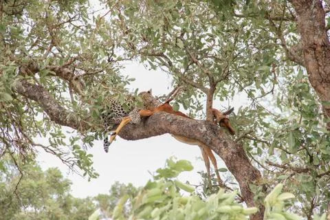 Leopard eating an impala prey on tree branch, Kruger National Park, South Afr Stock Photos