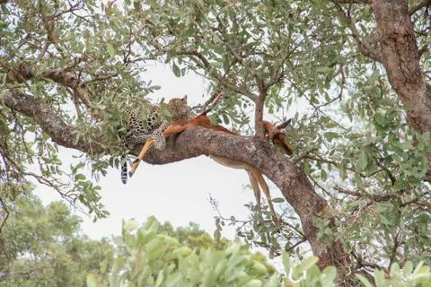 Leopard eating an impala prey on tree branch, Kruger National Park, South Afr Stock-Fotos