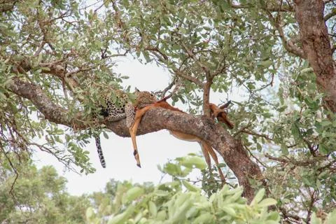 Leopard eating an impala prey on tree branch, Kruger National Park, South Afr Stock Photos