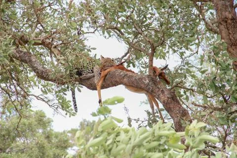 Leopard eating an impala prey on tree branch, Kruger National Park, South Afr Stock Photos