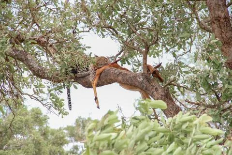 Leopard eating an impala prey on tree branch, Kruger National Park, South Afr Stock-Fotos