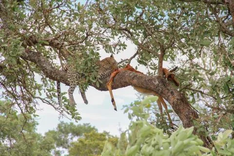 Leopard eating an impala prey on tree branch, Kruger National Park, South Afr Foto stock