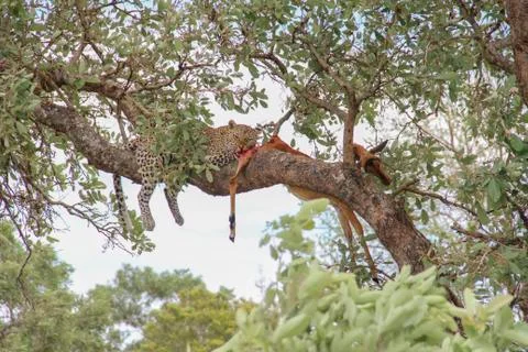 Leopard eating an impala prey on tree branch, Kruger National Park, South Afr Stock Photos