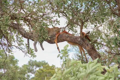 Leopard eating an impala prey on tree branch, Kruger National Park, South Afr Stock Photos