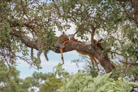 Leopard eating an impala prey on tree branch, Kruger National Park, South Afr 库存照片