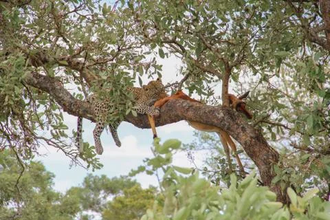 Leopard eating an impala prey on tree branch, Kruger National Park, South Afr Photos