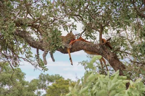 Leopard eating an impala prey on tree branch, Kruger National Park, South Afr Stock Photos