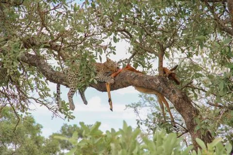 Leopard eating an impala prey on tree branch, Kruger National Park, South Afr Stock-Fotos