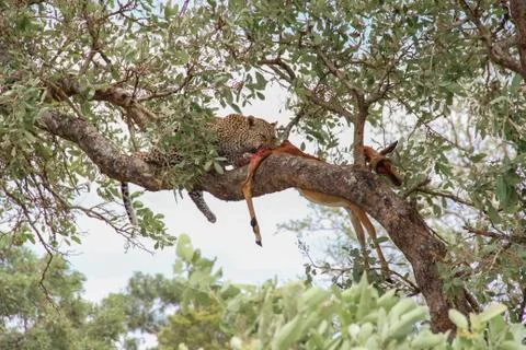 Leopard eating an impala prey on tree branch, Kruger National Park, South Afr Photos