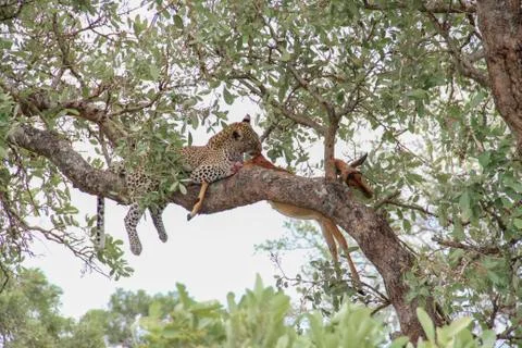 Leopard eating an impala prey on tree branch, Kruger National Park, South Afr Stock-Fotos
