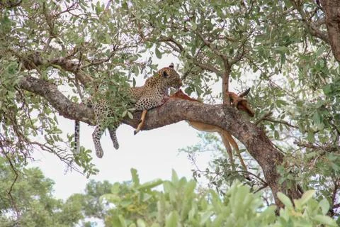 Leopard eating an impala prey on tree branch, Kruger National Park, South Afr Stock Photos