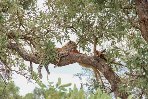 Leopard eating an impala prey on tree branch, Kruger National Park, South Afr Stock-Fotos