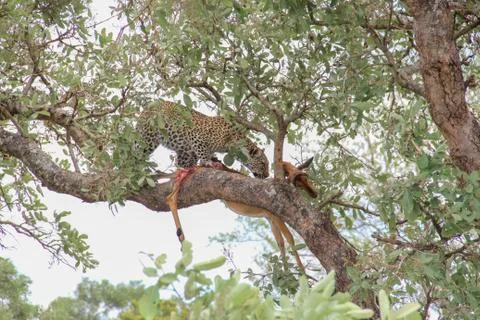 Leopard eating an impala prey on tree branch, Kruger National Park, South Afr Stock Photos