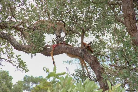 Leopard eating an impala prey on tree branch, Kruger National Park, South Afr Stock Photos