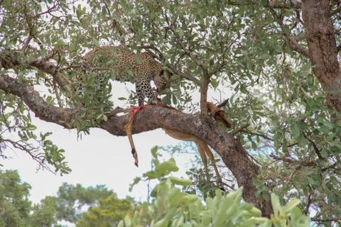 Leopard eating an impala prey on tree branch, Kruger National Park, South Afr Stock-Fotos