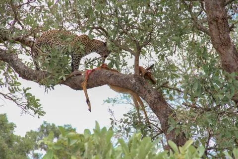 Leopard eating an impala prey on tree branch, Kruger National Park, South Afr Stock Photos