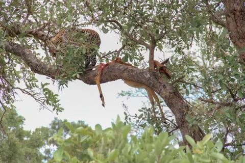 Leopard eating an impala prey on tree branch, Kruger National Park, South Afr Stock-Fotos