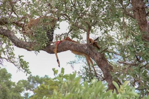 Leopard eating an impala prey on tree branch, Kruger National Park, South Afr Stock-Fotos