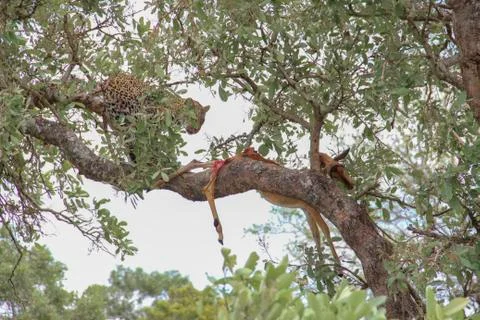 Leopard eating an impala prey on tree branch, Kruger National Park, South Afr Stock-Fotos