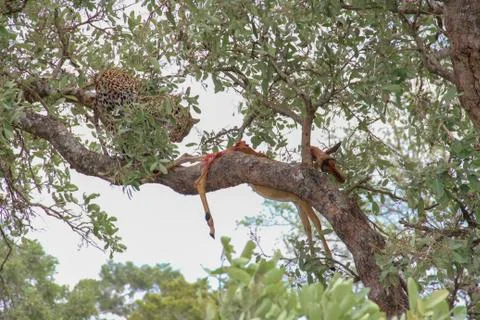 Leopard eating an impala prey on tree branch, Kruger National Park, South Afr Stock Photos