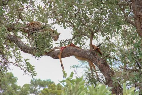 Leopard eating an impala prey on tree branch, Kruger National Park, South Afr Stock-Fotos