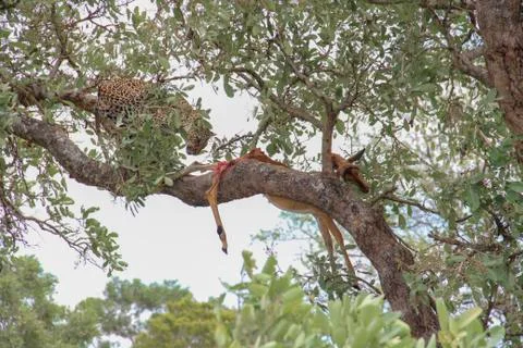 Leopard eating an impala prey on tree branch, Kruger National Park, South Afr Stock-Fotos