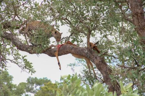 Leopard eating an impala prey on tree branch, Kruger National Park, South Afr Stock-Fotos