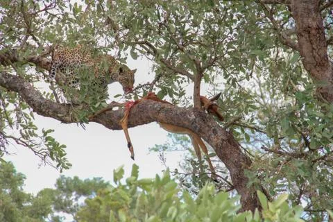 Leopard eating an impala prey on tree branch, Kruger National Park, South Afr Stock-Fotos
