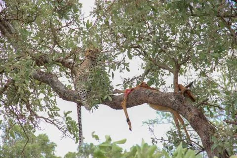 Leopard eating an impala prey on tree branch, Kruger National Park, South Afr Stock-Fotos