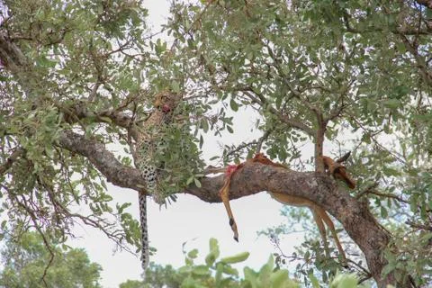 Leopard eating an impala prey on tree branch, Kruger National Park, South Afr Stock Photos