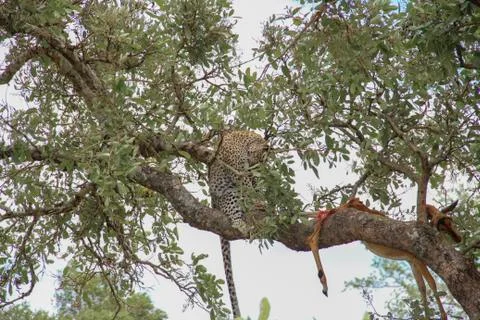 Leopard eating an impala prey on tree branch, Kruger National Park, South Afr Stock Photos