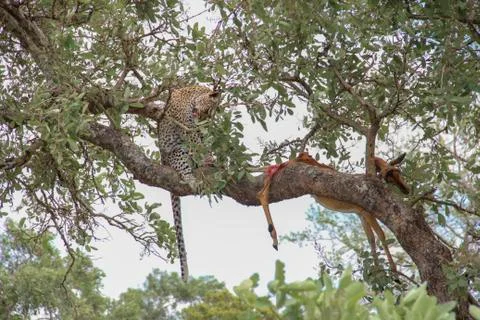 Leopard eating an impala prey on tree branch, Kruger National Park, South Afr Stock Photos