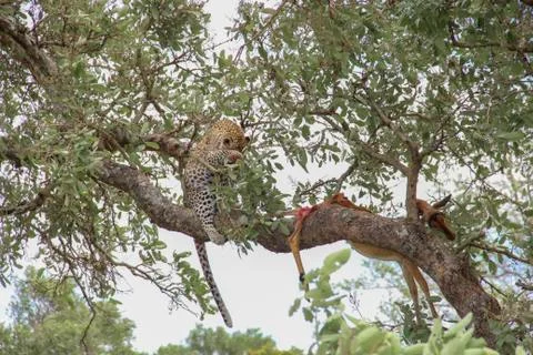 Leopard eating an impala prey on tree branch, Kruger National Park, South Afr 스톡 사진