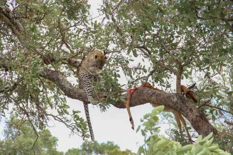 Leopard eating an impala prey on tree branch, Kruger National Park, South Afr Foto stock