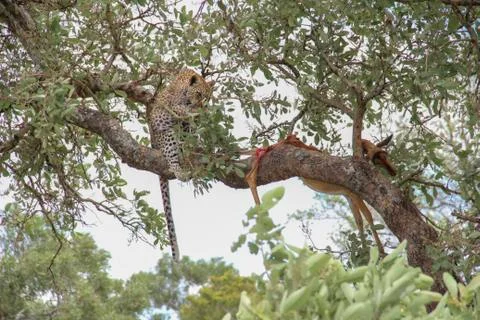 Leopard eating an impala prey on tree branch, Kruger National Park, South Afr Foto stock
