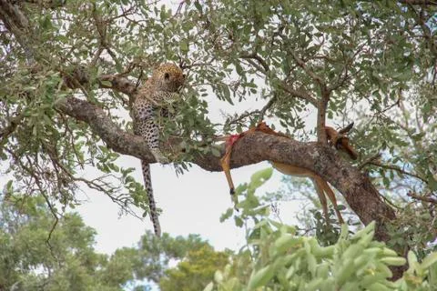 Leopard eating an impala prey on tree branch, Kruger National Park, South Afr Stock Photos