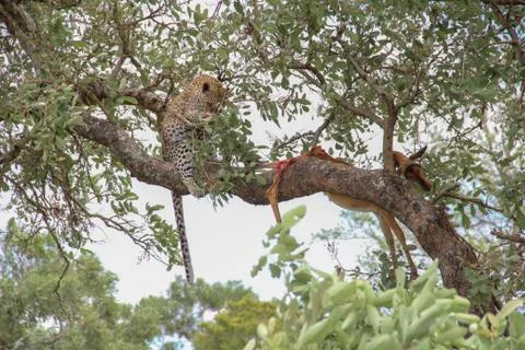 Leopard eating an impala prey on tree branch, Kruger National Park, South Afr Stock-Fotos