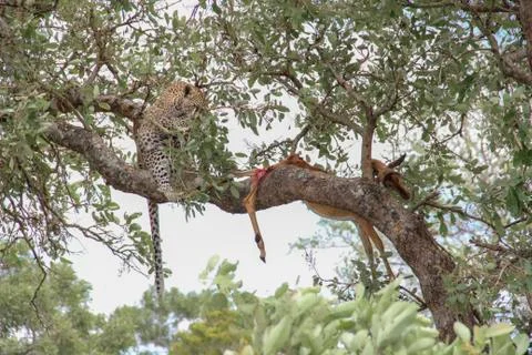 Leopard eating an impala prey on tree branch, Kruger National Park, South Afr Stock-Fotos