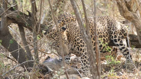 A leopard eating its kill Stock Footage 111405728