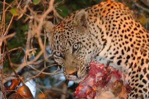 A leopard eating its kill on a tree branch, Londolozi, Kruger National Park,  Stock Photos