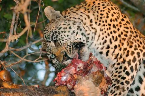 A leopard eating its kill on a tree branch, Londolozi, Kruger National Park,  Stock Photos