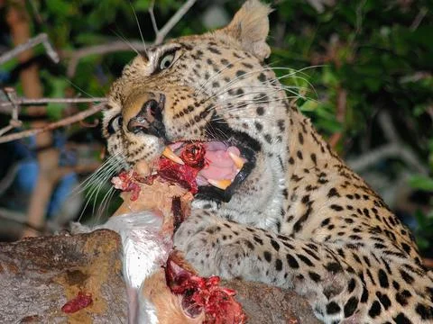 A leopard eating its kill on a tree branch, Londolozi, Kruger National Park,  Stock Photos